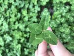 手拿幸运草