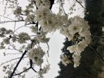 漂亮桃花
