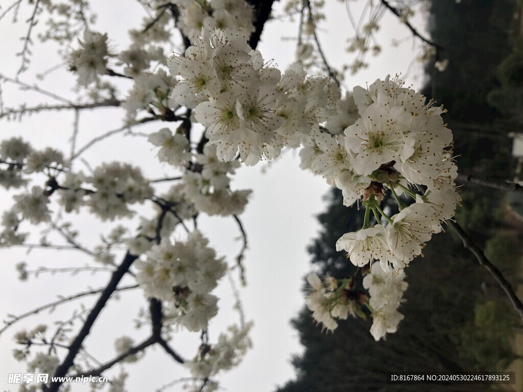 漂亮桃花