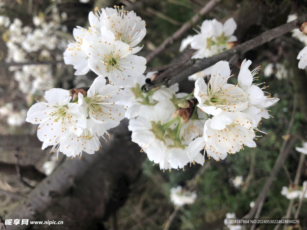 桃花