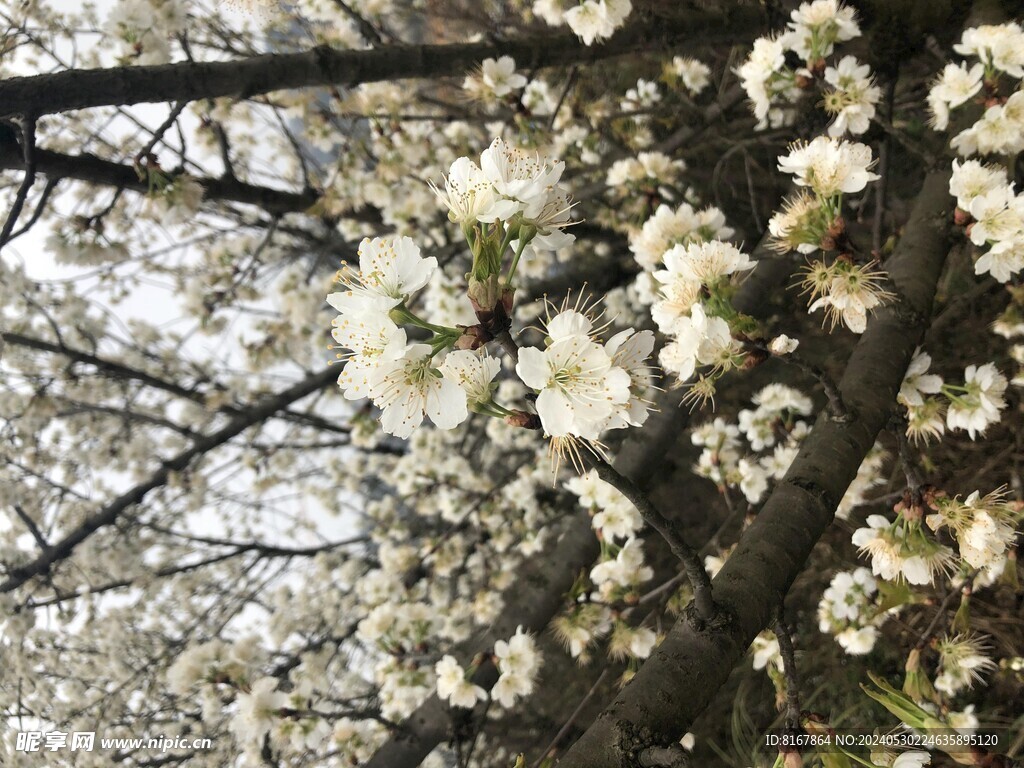 桃花