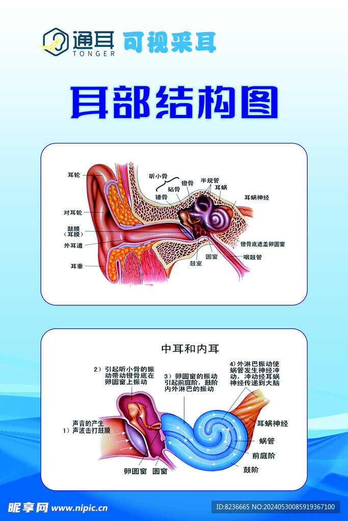 通耳 耳部结构图