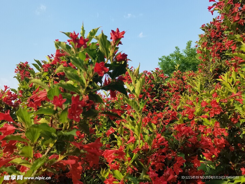 小红花石榴花海