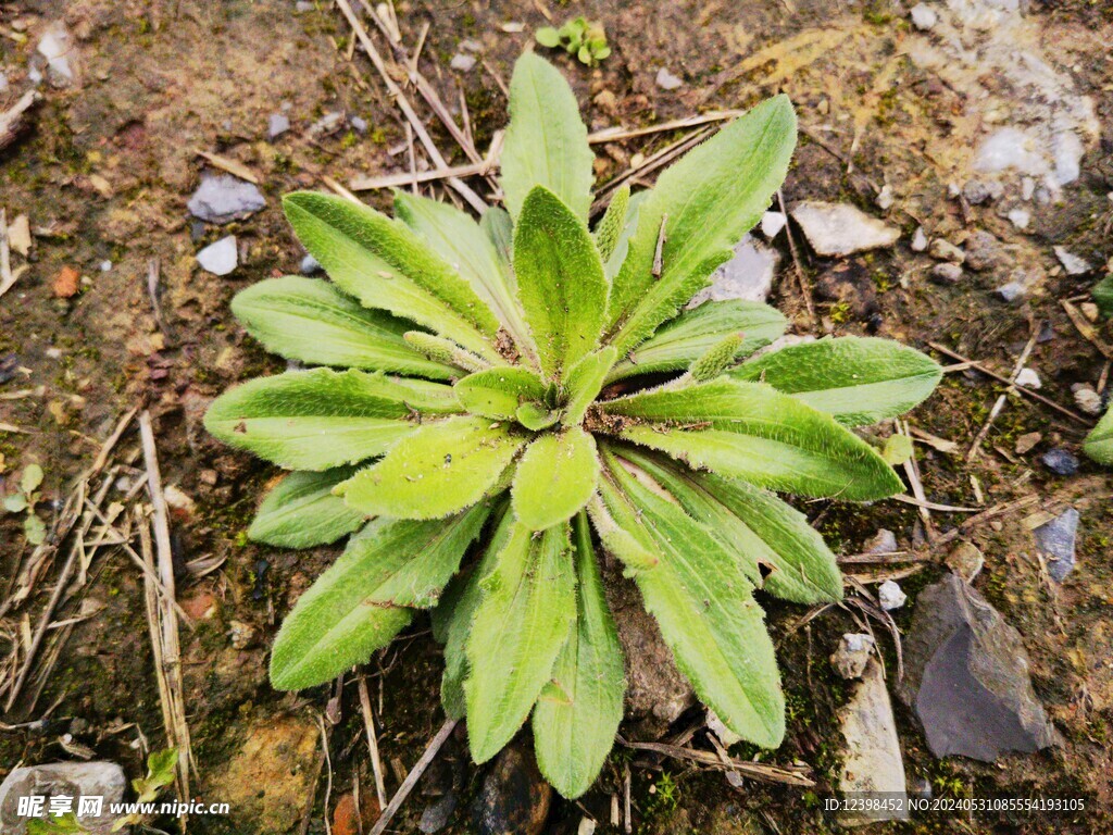 地里的野草