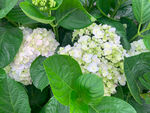 绣球花
