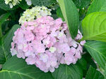 绣球花