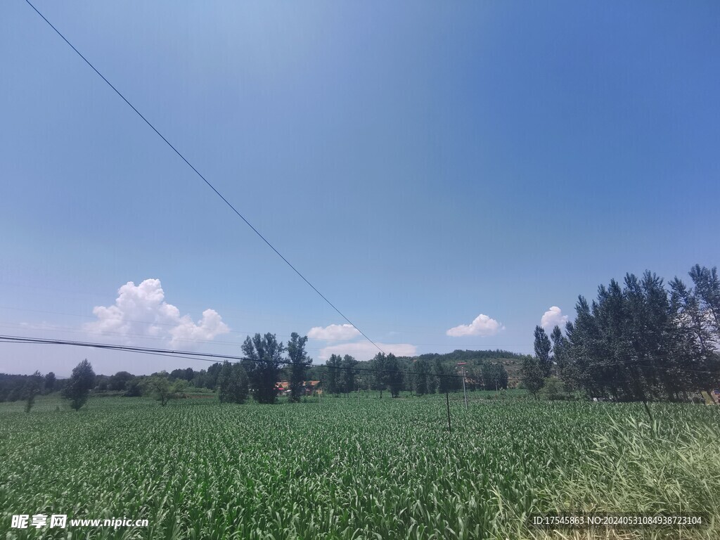 玉米地