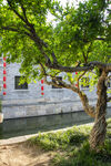 运河古树