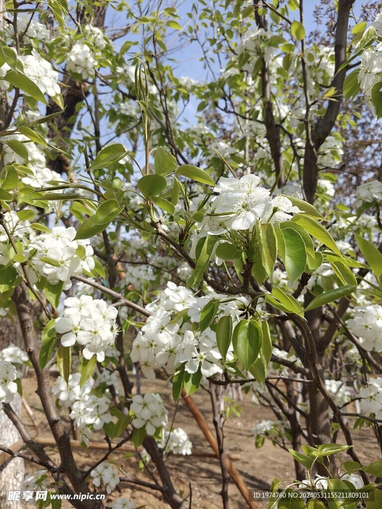 梨花