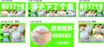 椰子下了个蛋