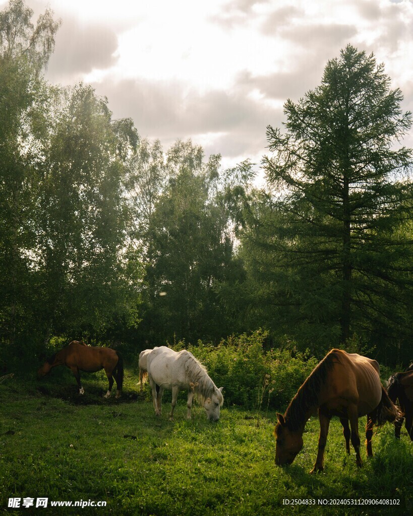 马