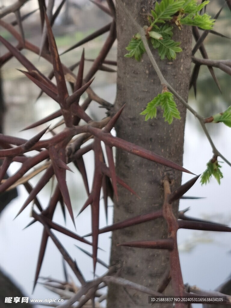 花椒树