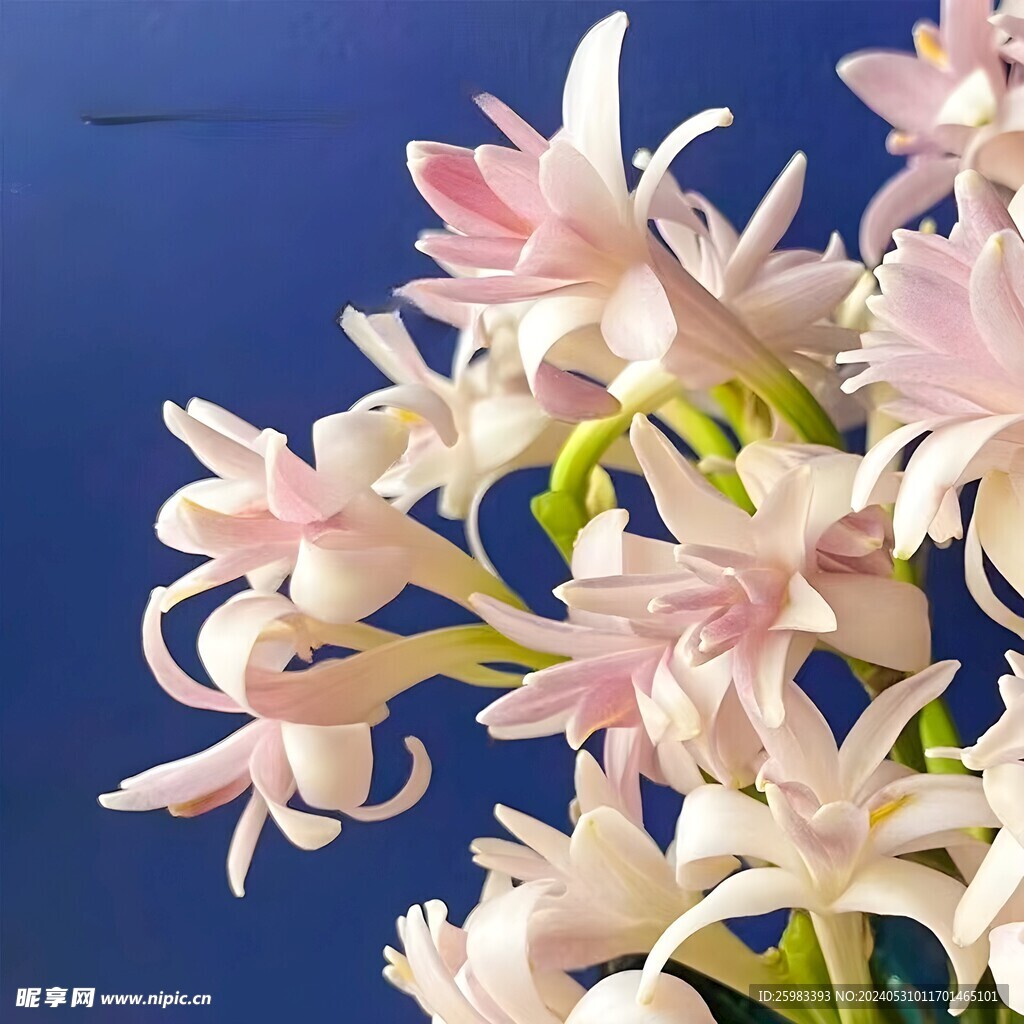 百合花