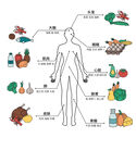 人体营养分配食物  