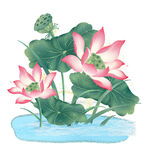荷花
