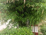 丛竹