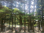 公园风景树