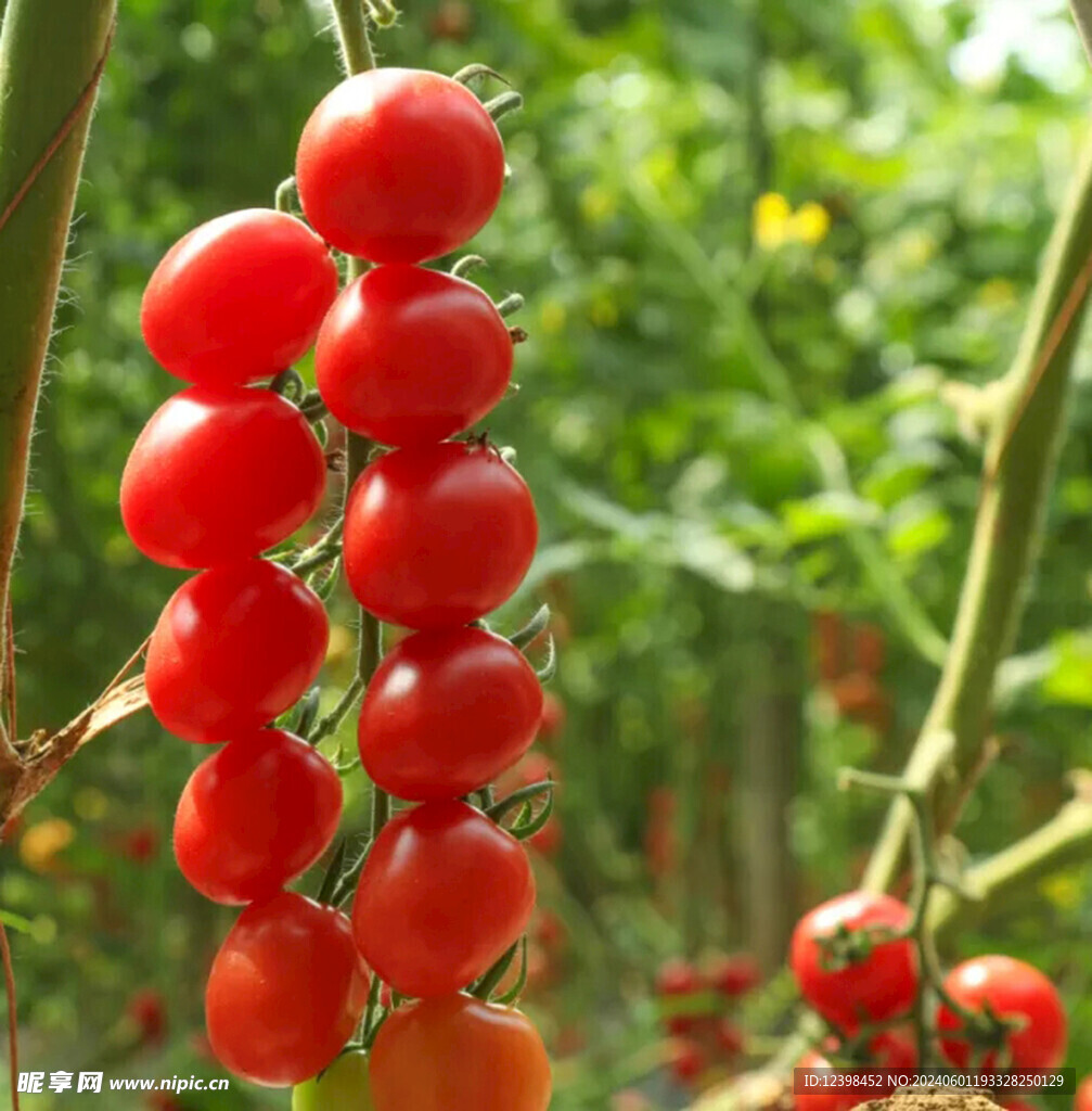 水果番茄