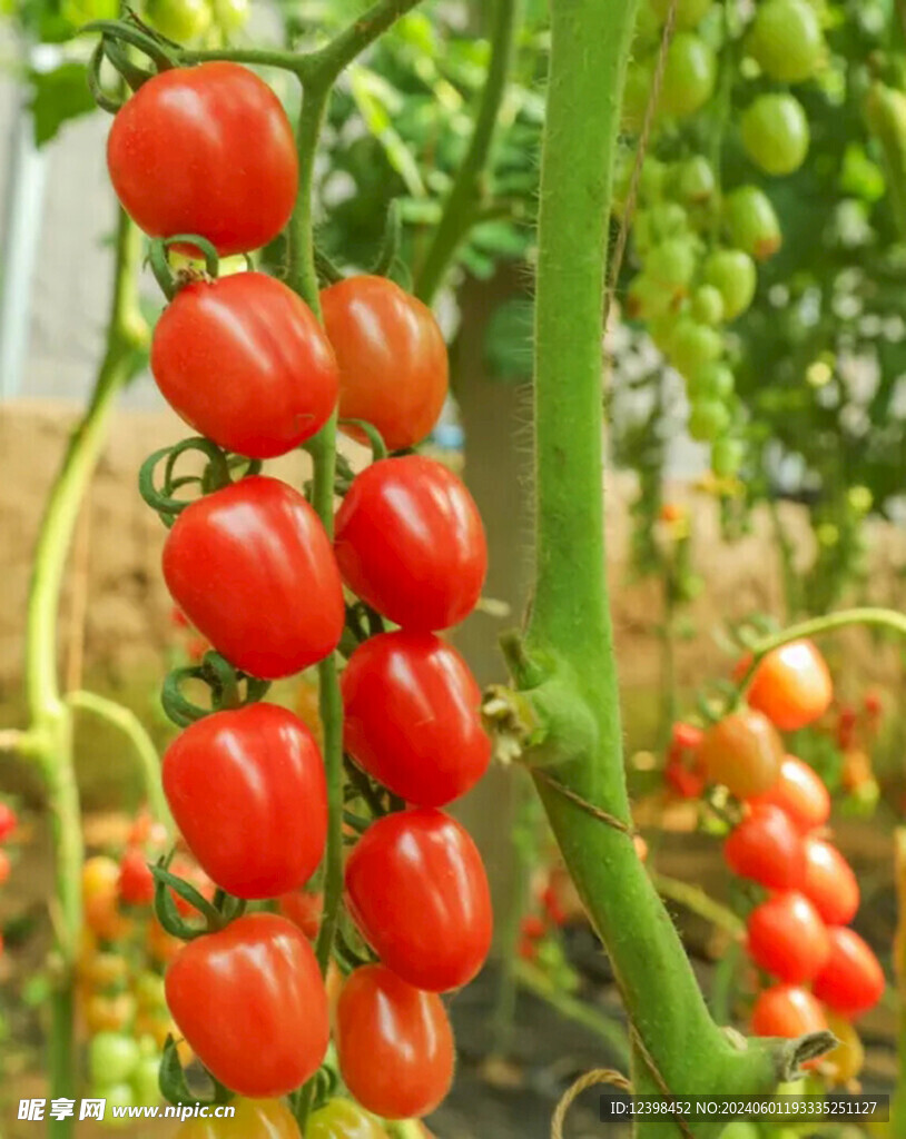 水果番茄