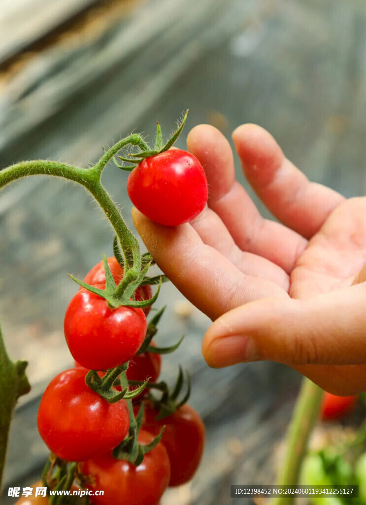 小番茄