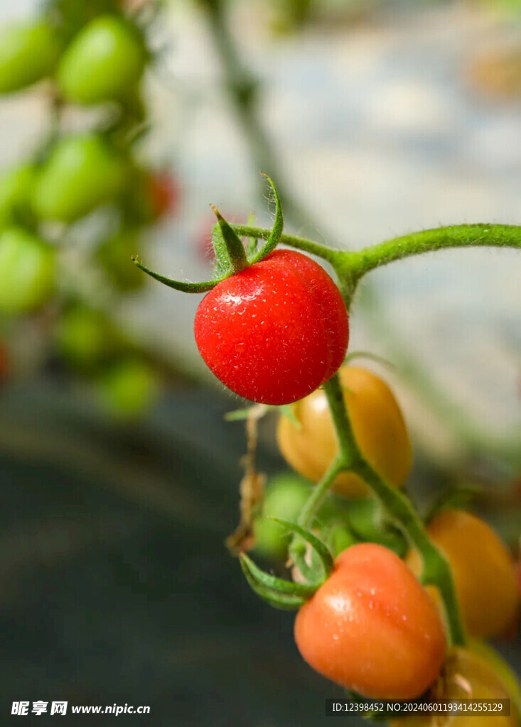 小番茄