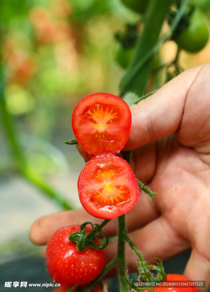 水果番茄