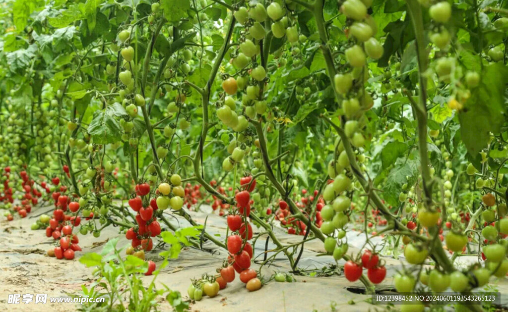 小番茄