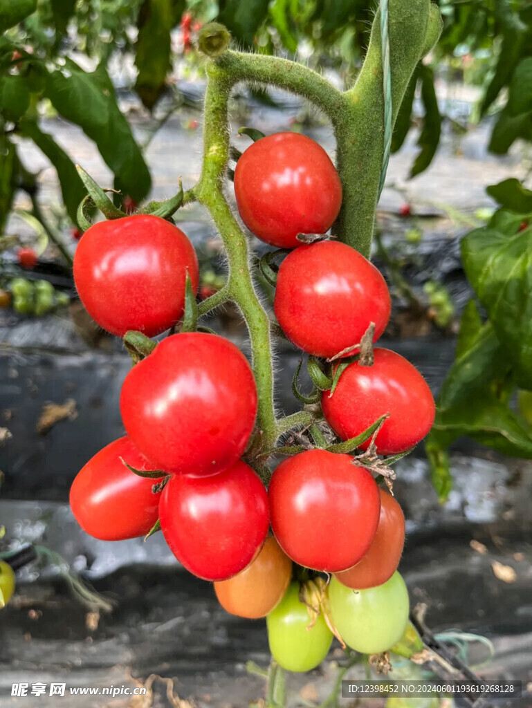 水果番茄
