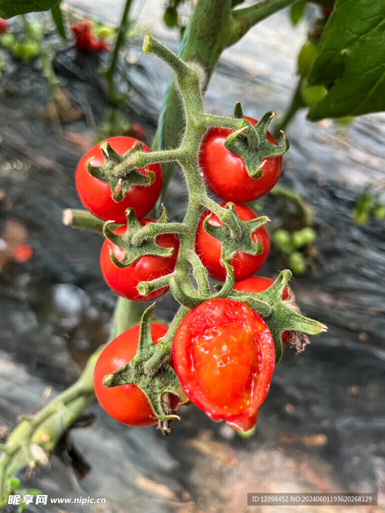 水果番茄