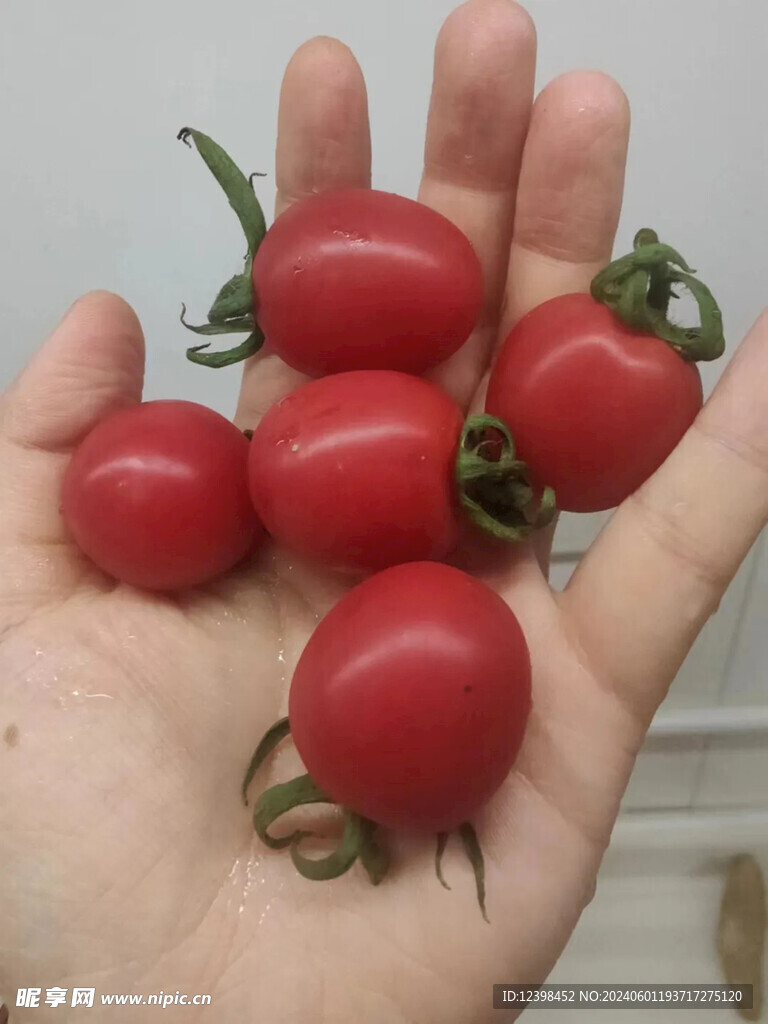 小番茄