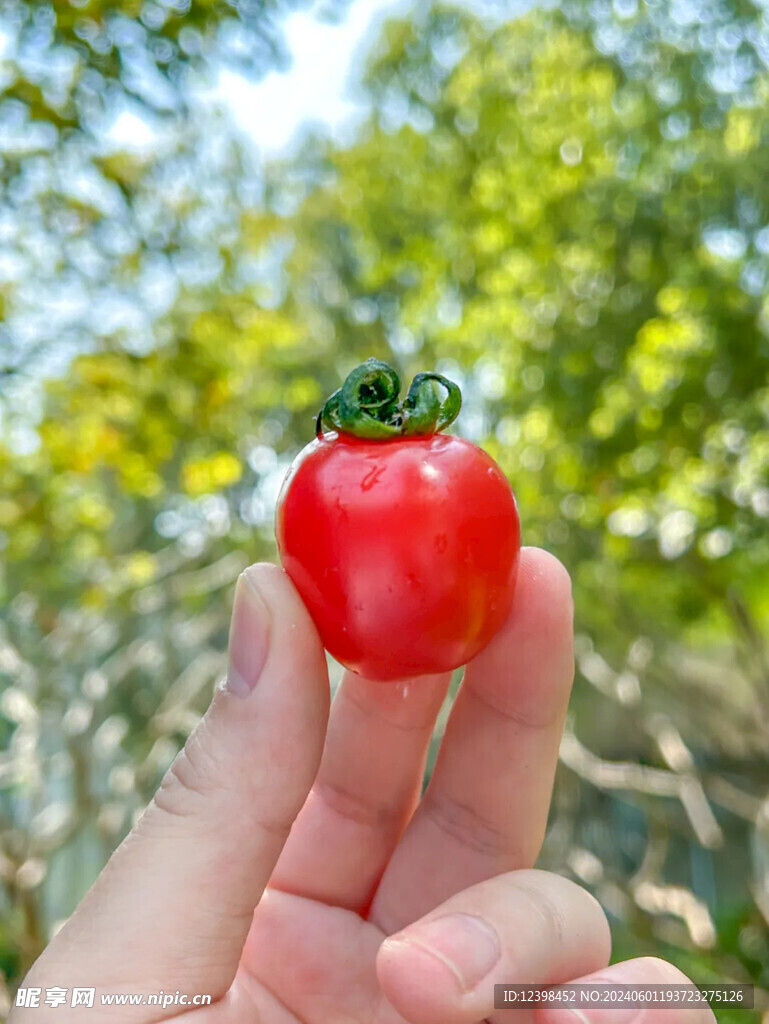水果番茄