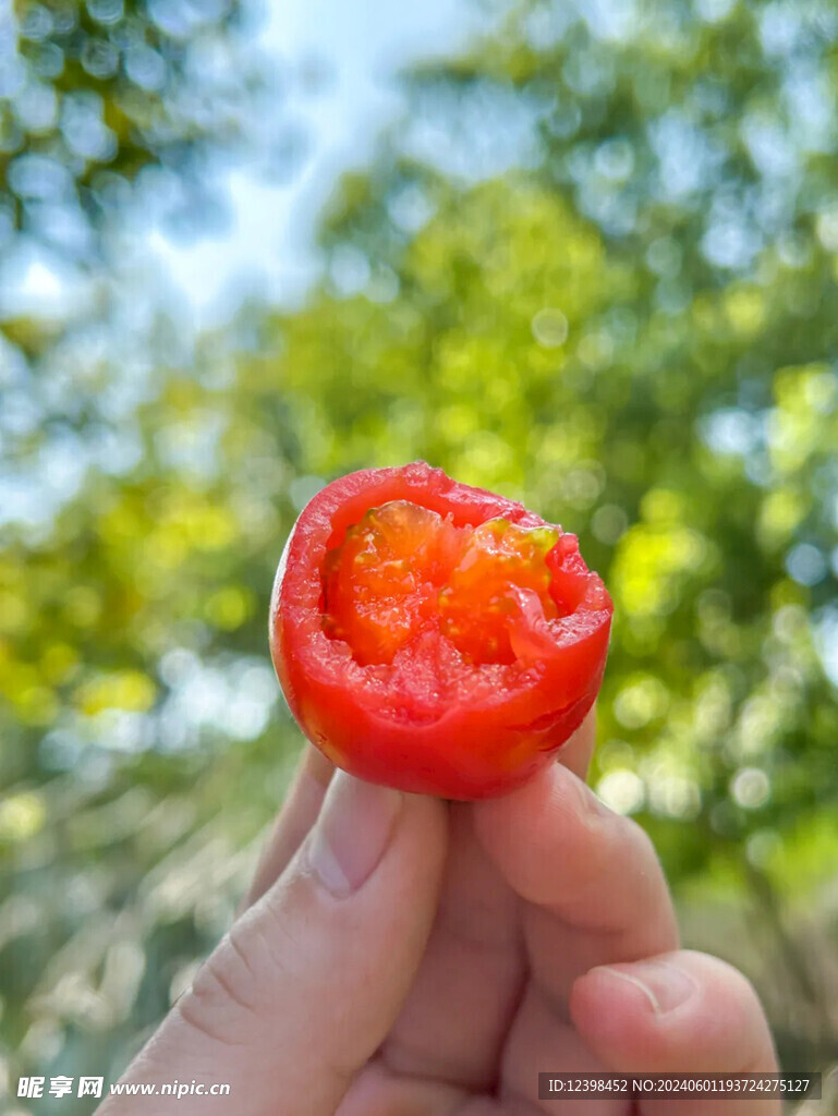 水果番茄