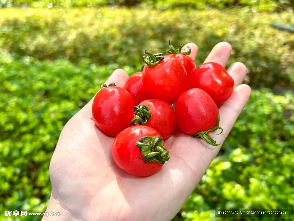 水果番茄