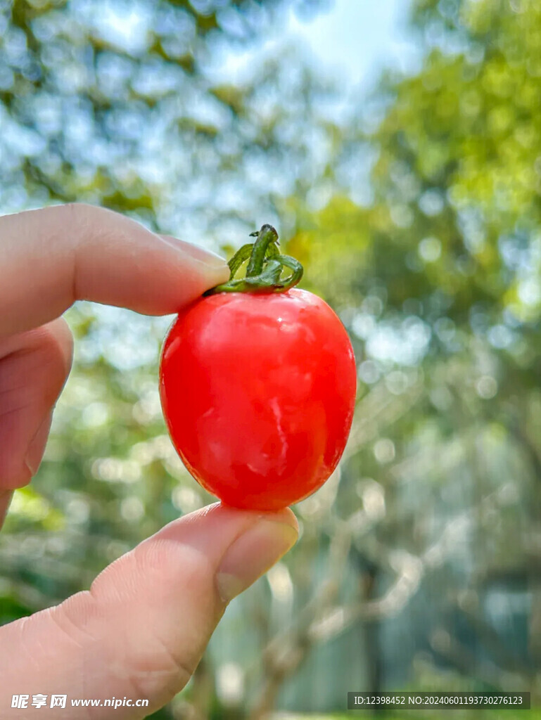 水果番茄