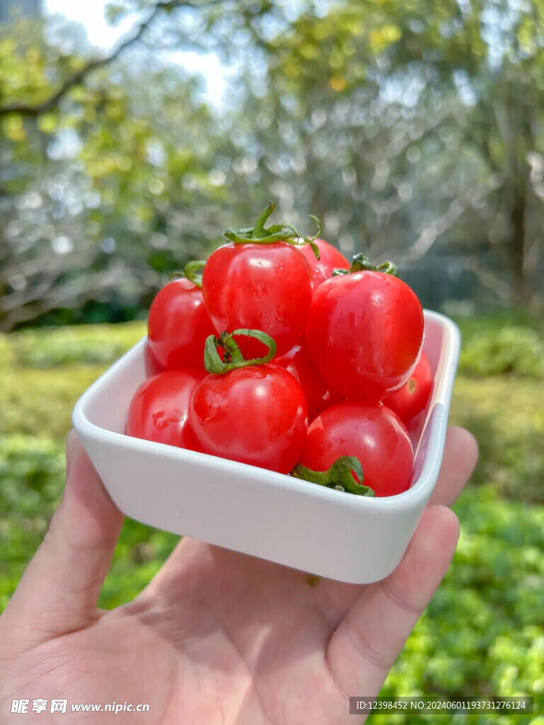 水果番茄