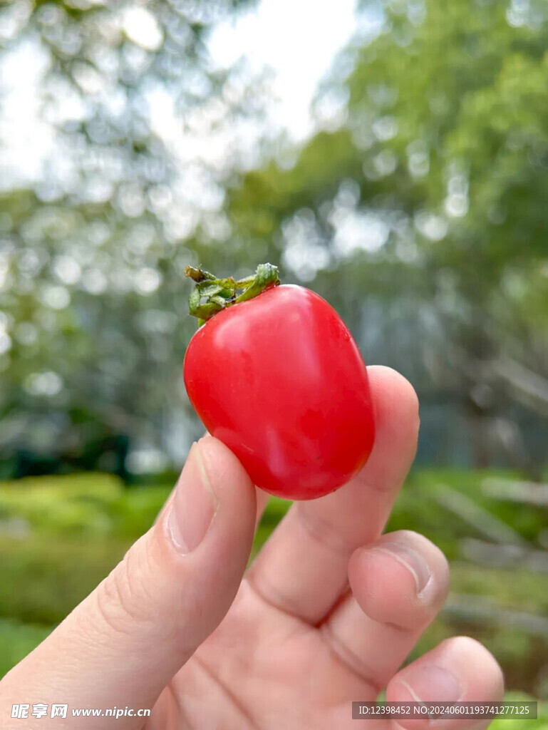 小番茄