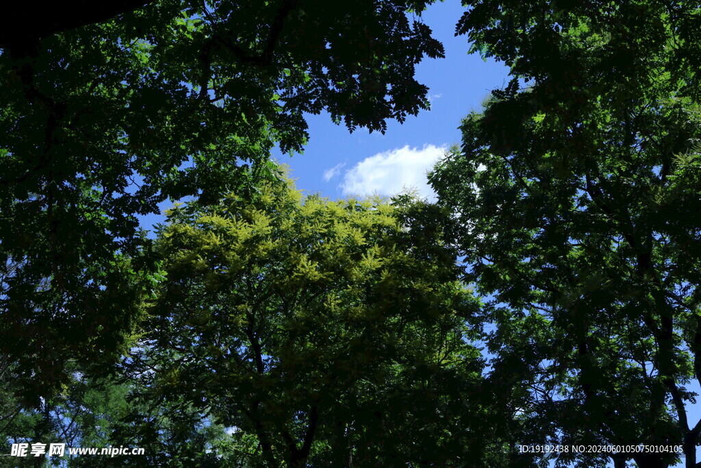 栾树花 