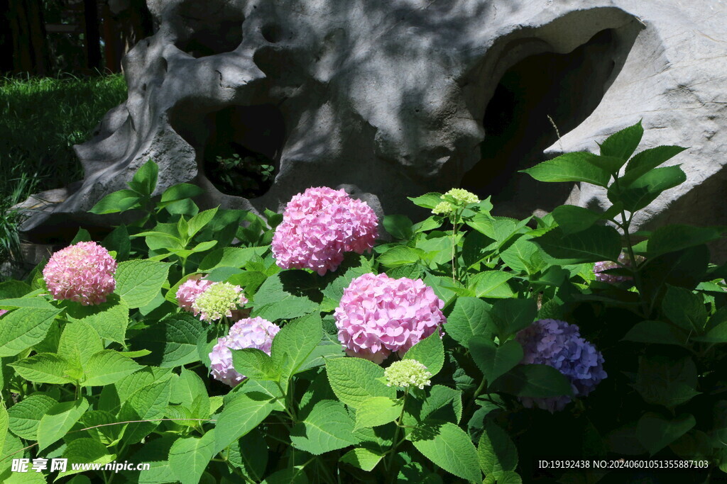 绣球花 