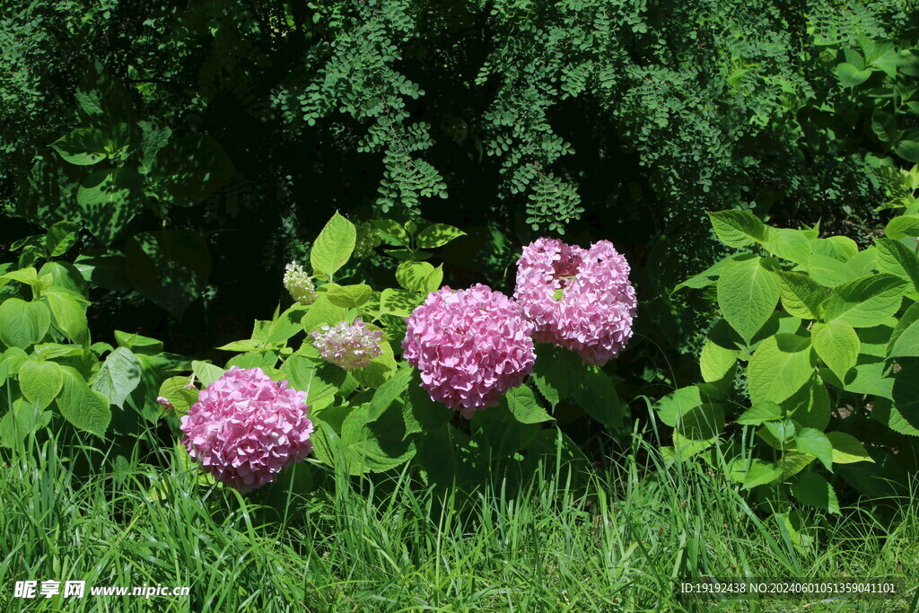 绣球花 