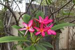 红色鸡蛋花