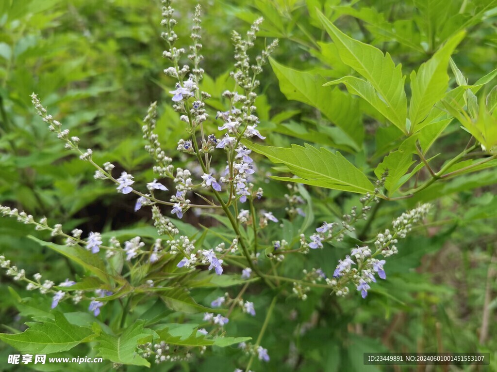 牡荆花