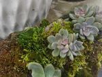 多肉植物石莲