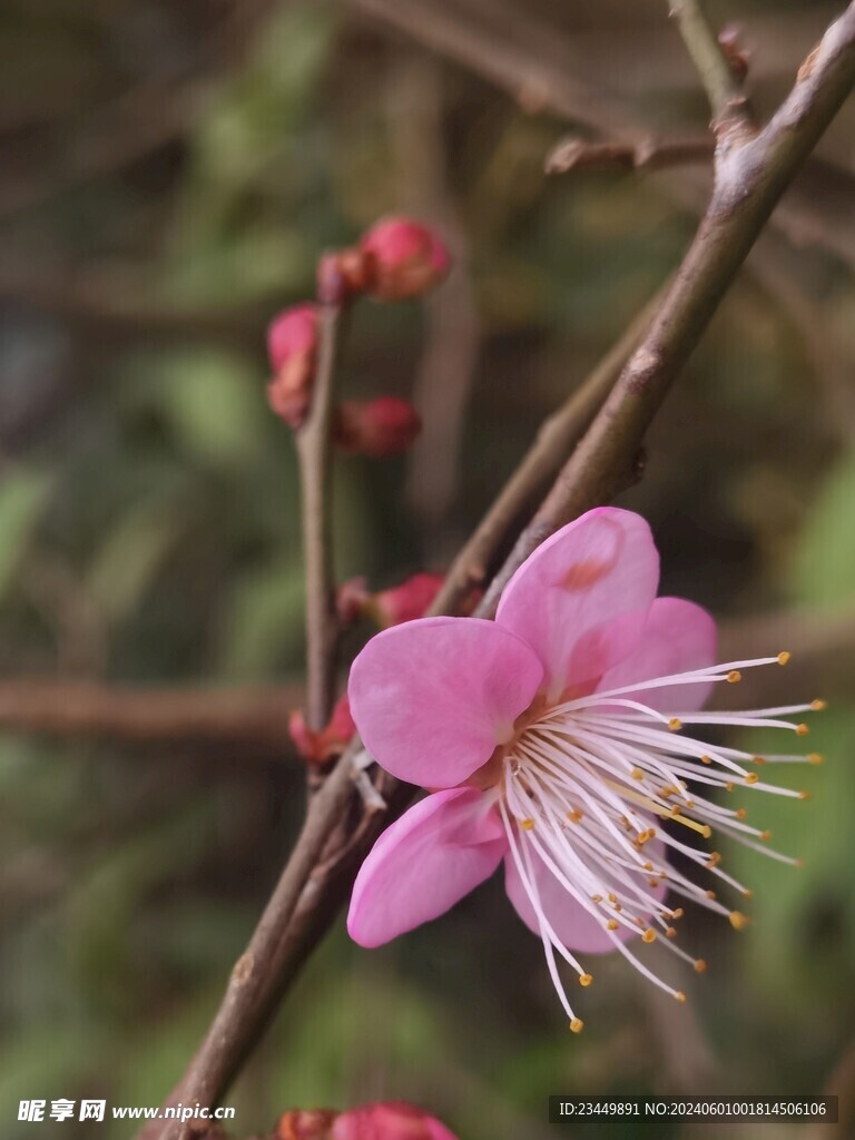 桃花