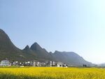 万峰林油菜花