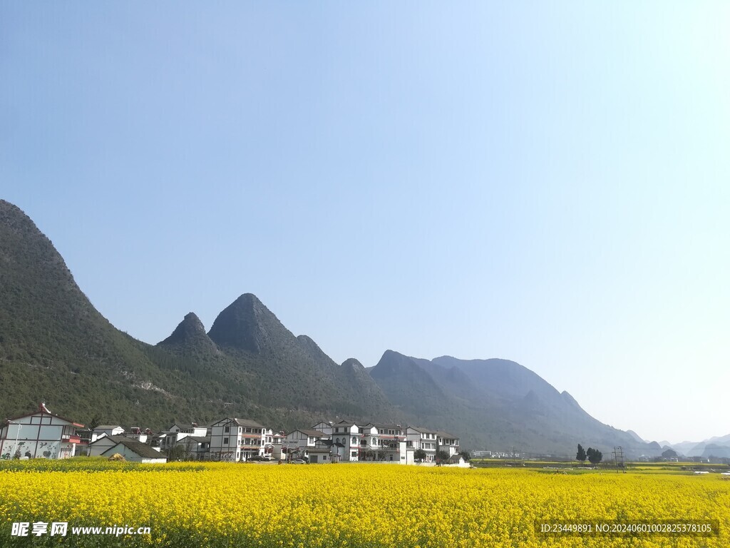 万峰林油菜花