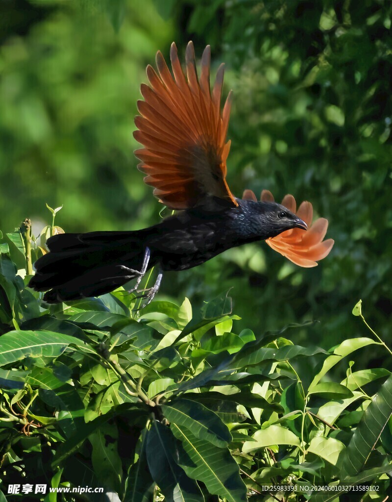 山雀