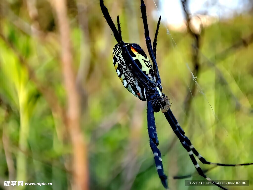 蜘蛛 