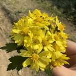 药菊花
