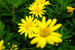 小黄花