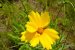 黄花